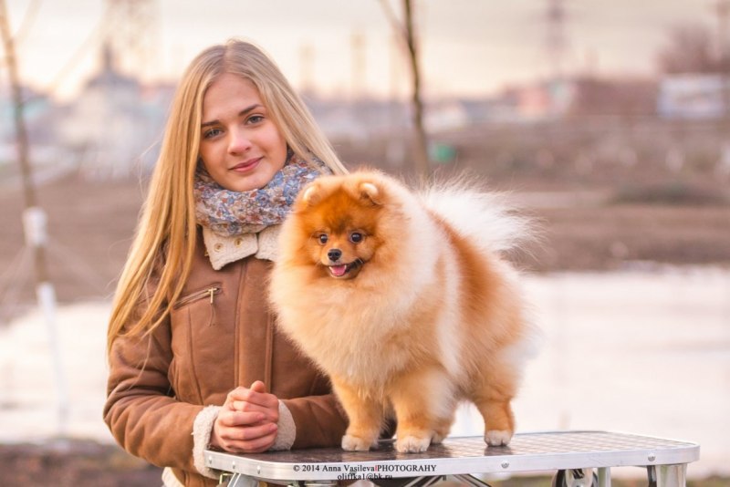 Девушка со шпицем