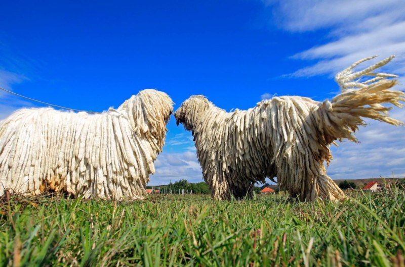 Венгерская пастушья Муди