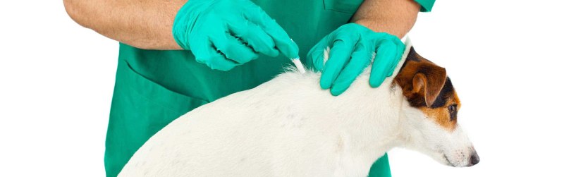 Подкожная инъекция кошке в холку