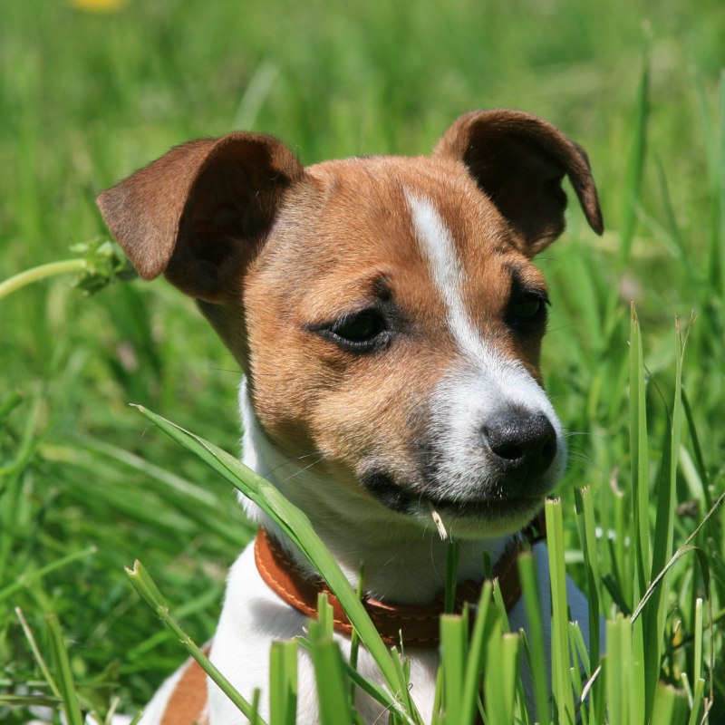 Vivat Terrier real winner
