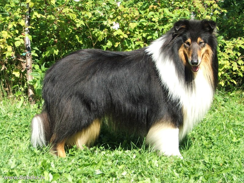Шотландская колли