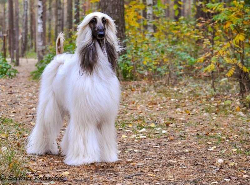 Шотландская колли длинношерстный