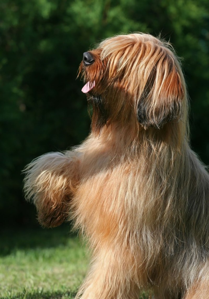Ирландский колли