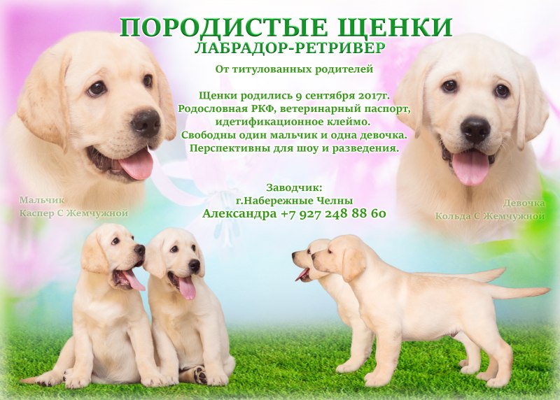 Объявление щенки лабрадора