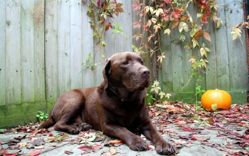 Labrador Retriever порода