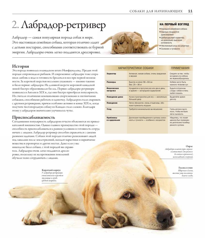 Породы собак характеристики