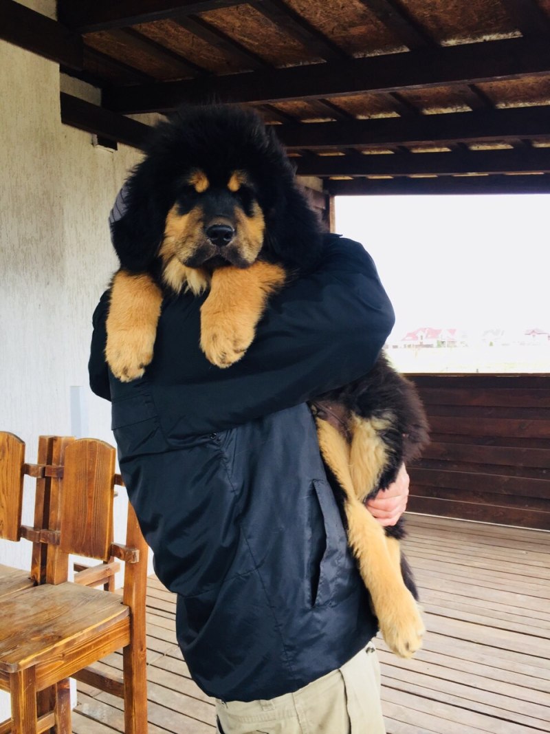 Тибетский мастиф в холке