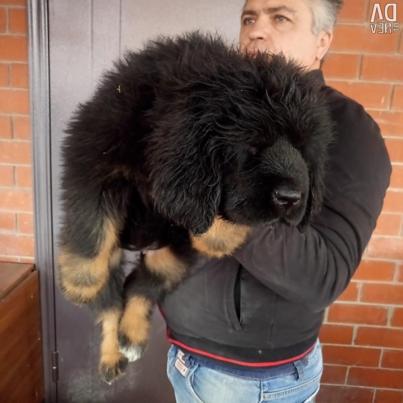 Тибетский мастиф Нагиева