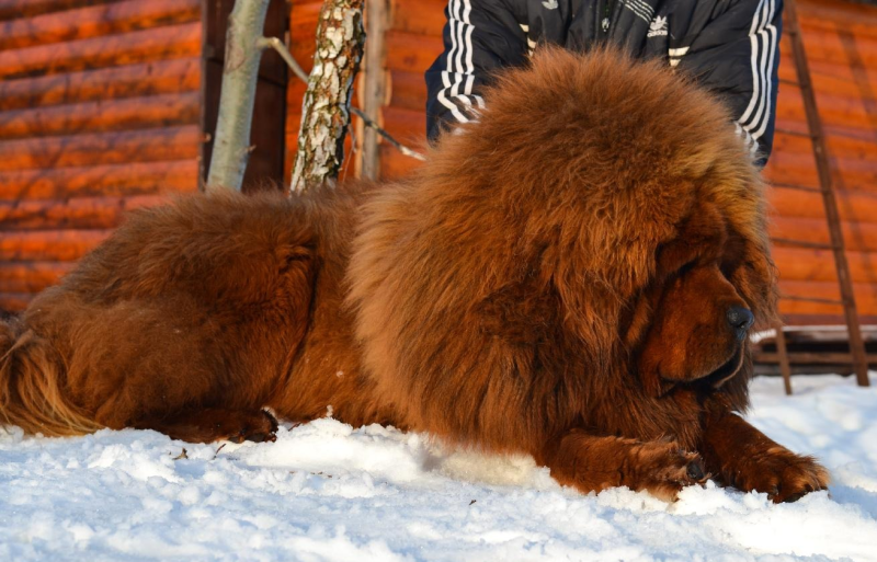 Соболиный тибетский мастиф