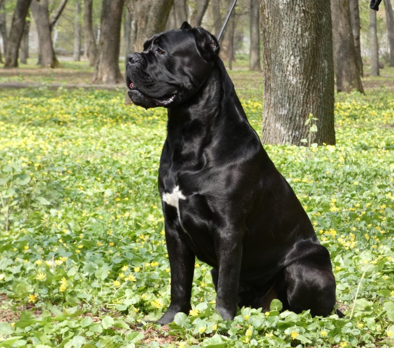 Кане Корсо щенки