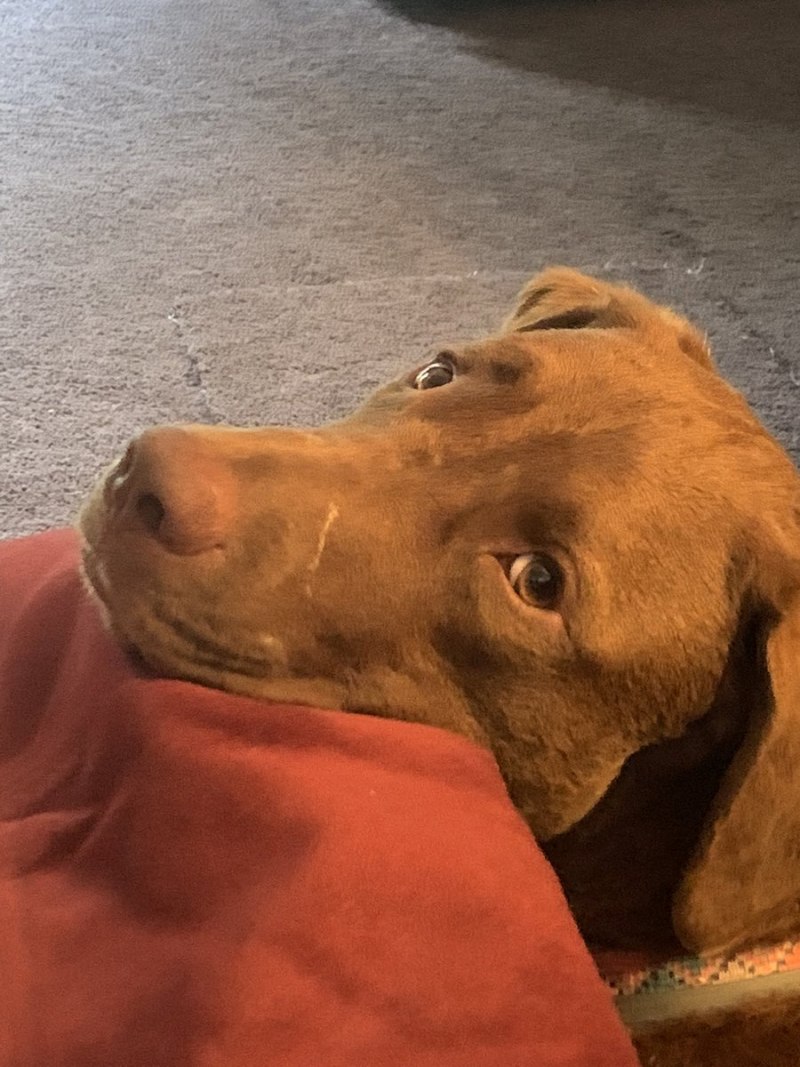 Stupid Dog