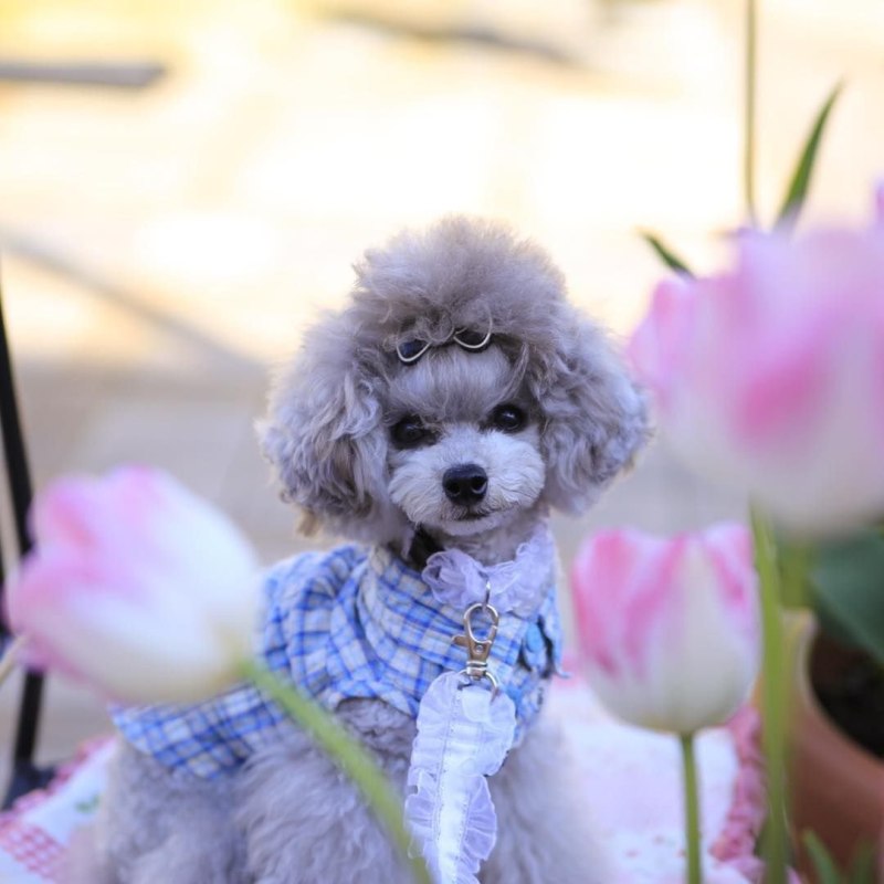 Poodle Kaniş
