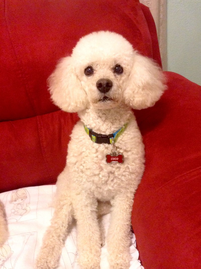 Пудель миниатюрный / Poodle Miniature (172) м