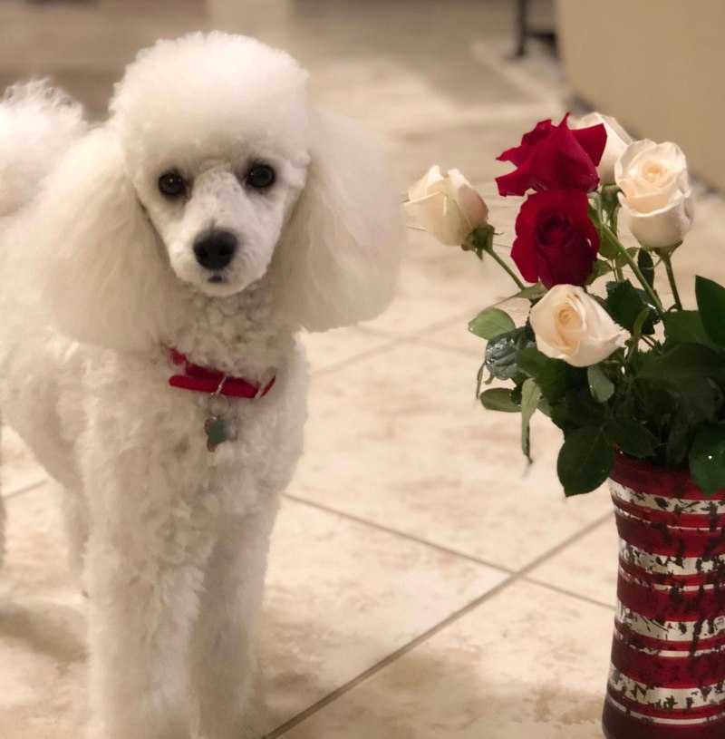 Toy Poodle собака