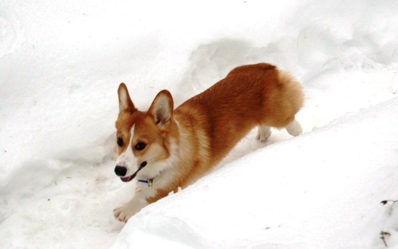 Собака корги