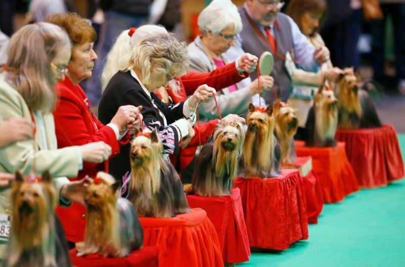 Crufts Dog show в Великобритании