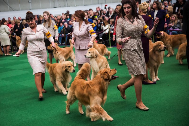 Выставка собак Westminster