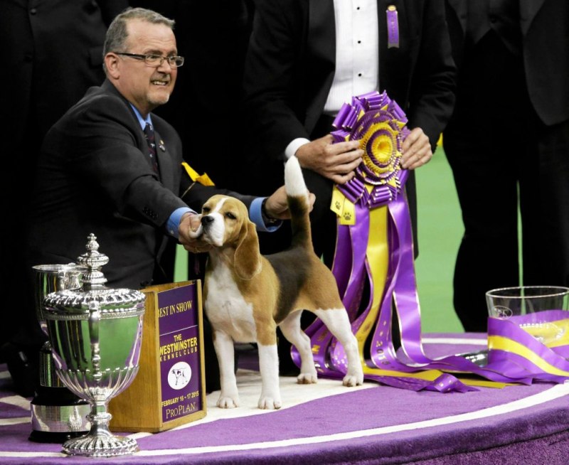 Выставка собак Crufts
