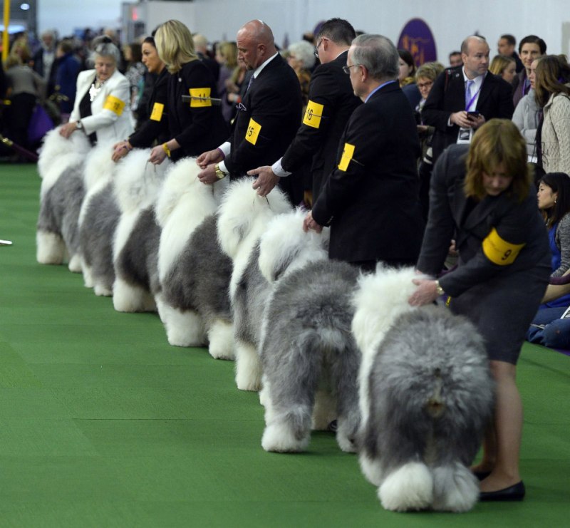 Выставка собак Westminster