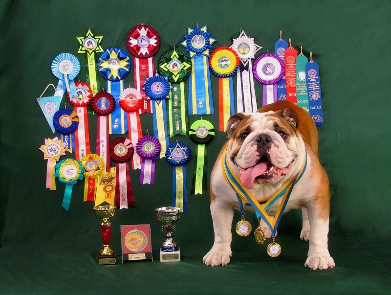 Выставка собак Crufts