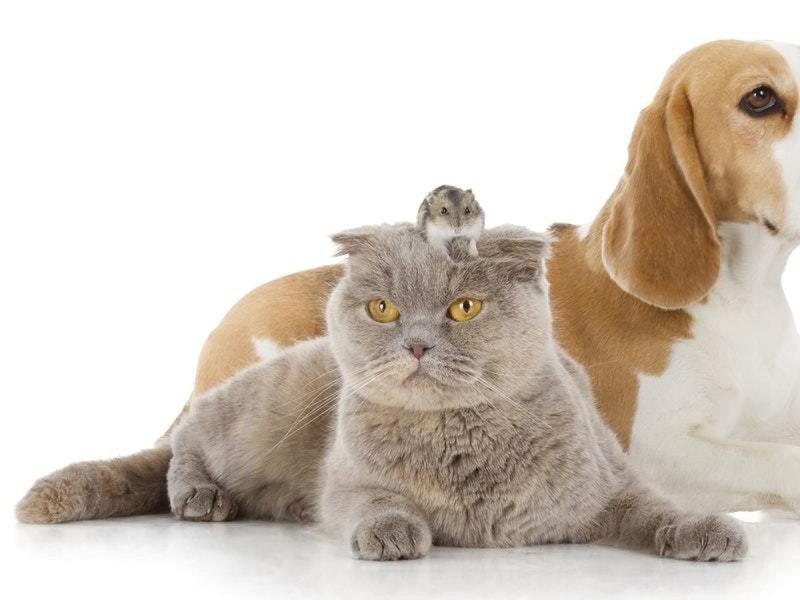 Костюмы для собак смешные карнавальные