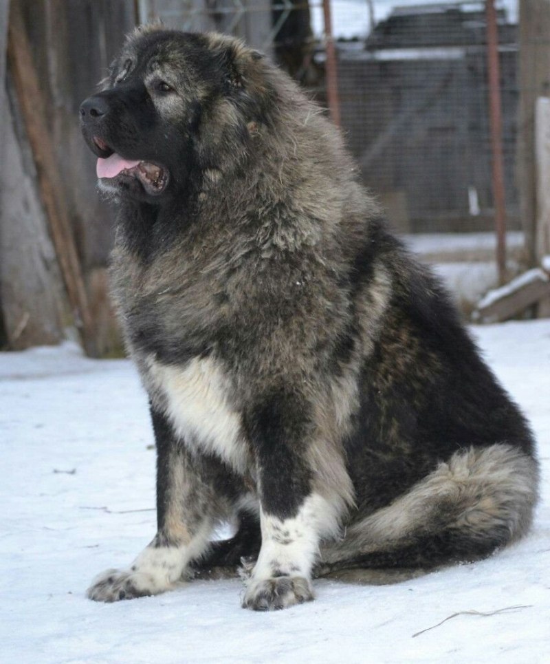 Кавказская овчарка