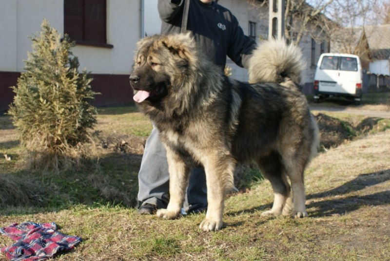 Кличка собаки Кавказская овчарка Памир