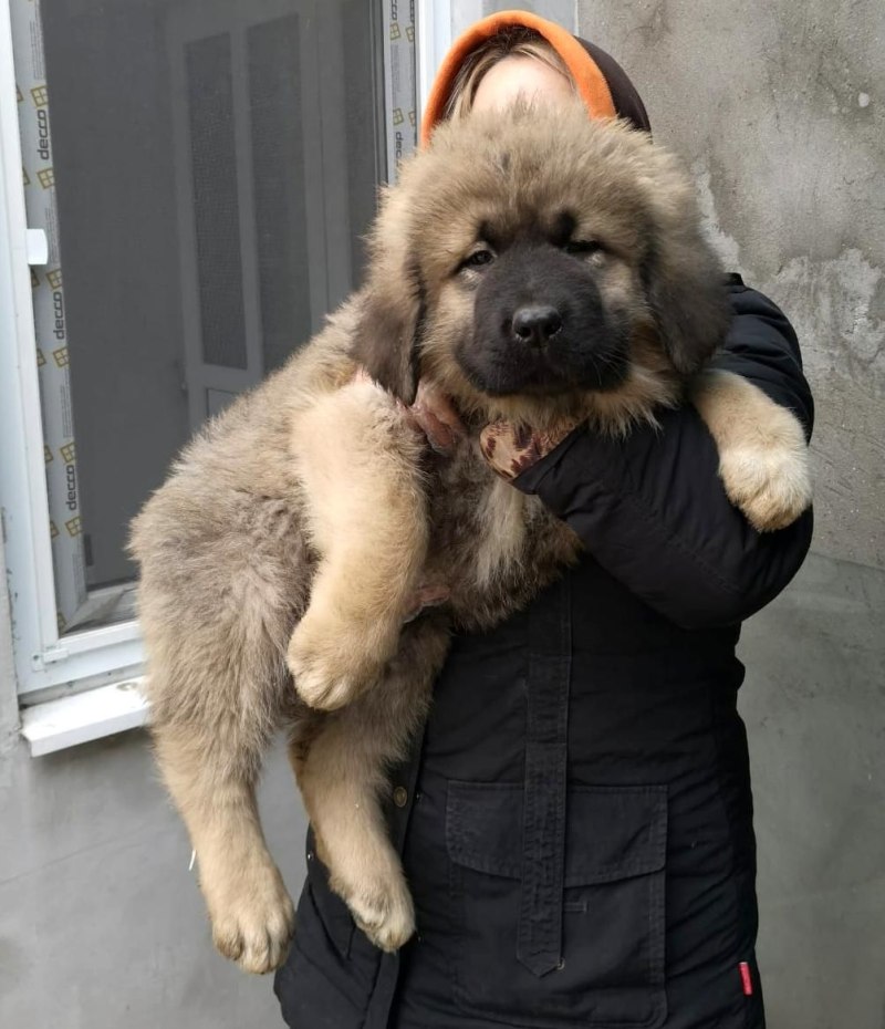 Кавказская овчарка длинношерстная