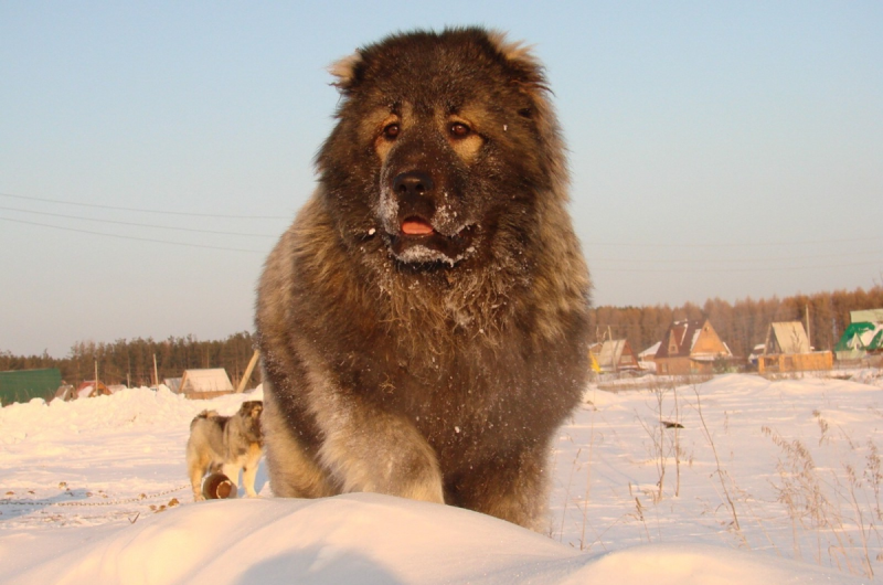 Кавказская овчарка