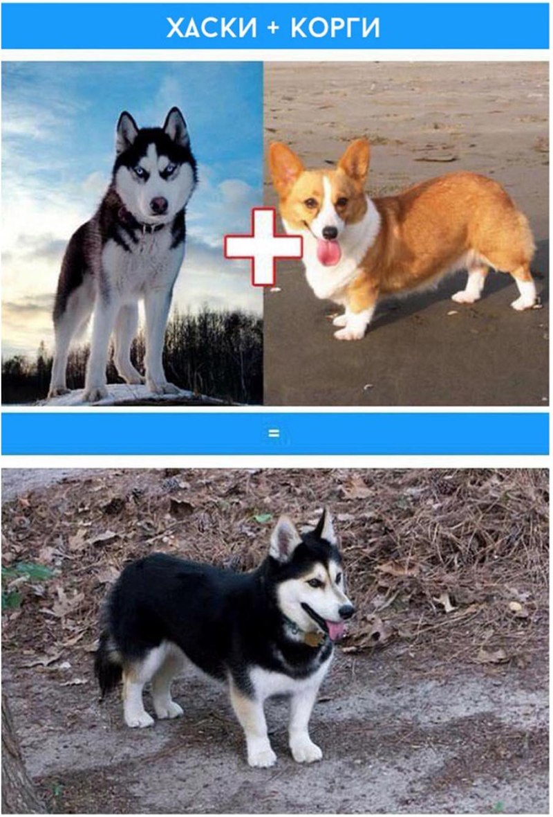 Хаски коротколапые