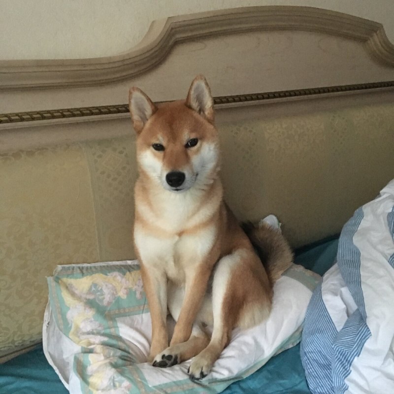 Сиба ину и кошка