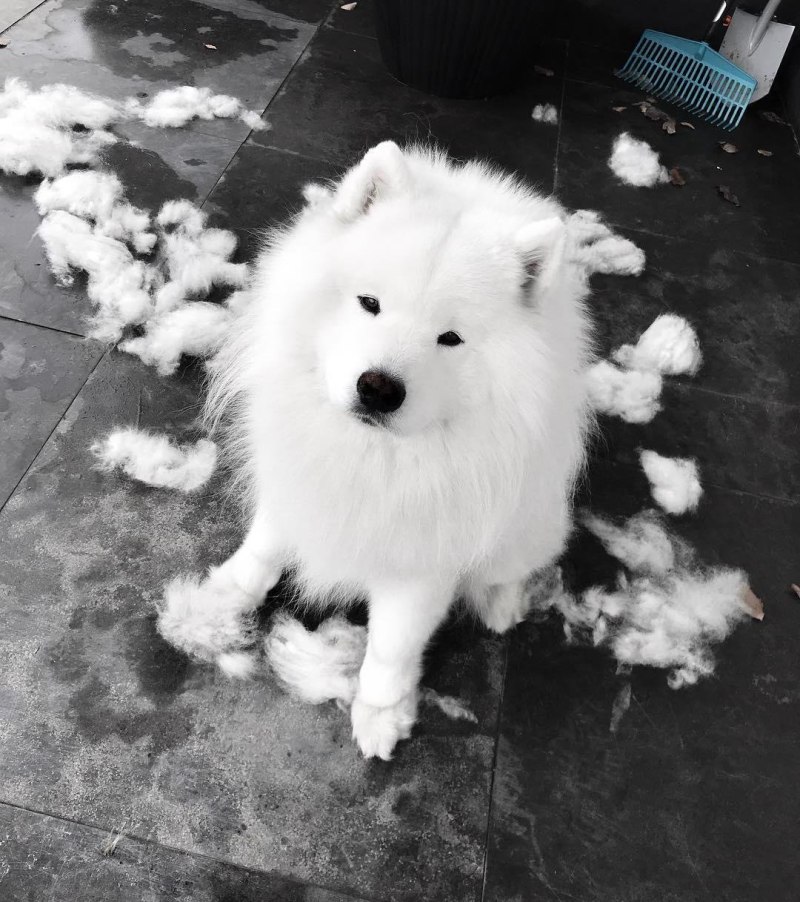 Линька у хаски