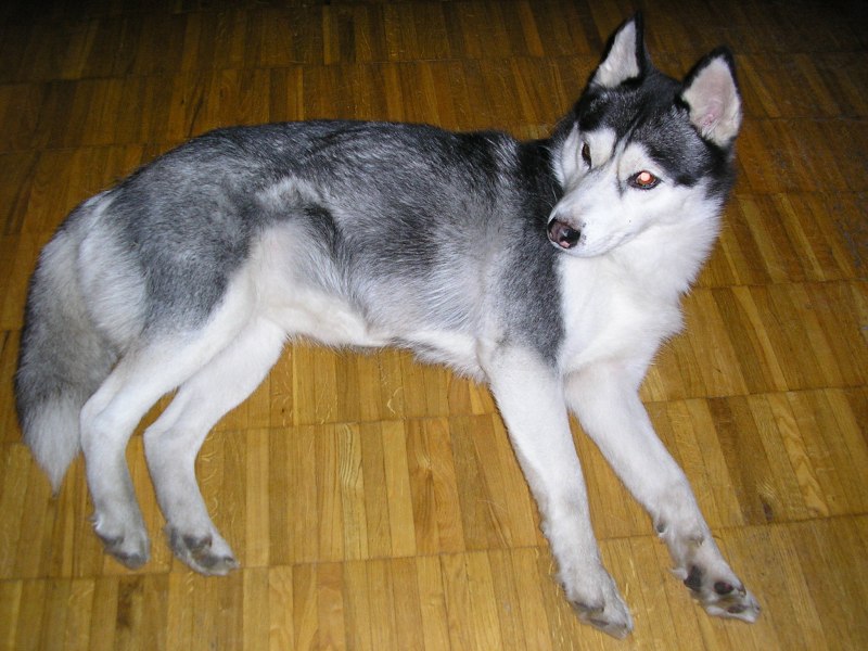 Лапа хаски