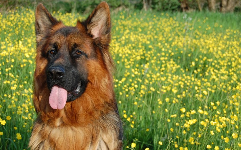 German Shepherd немецкая овчарка