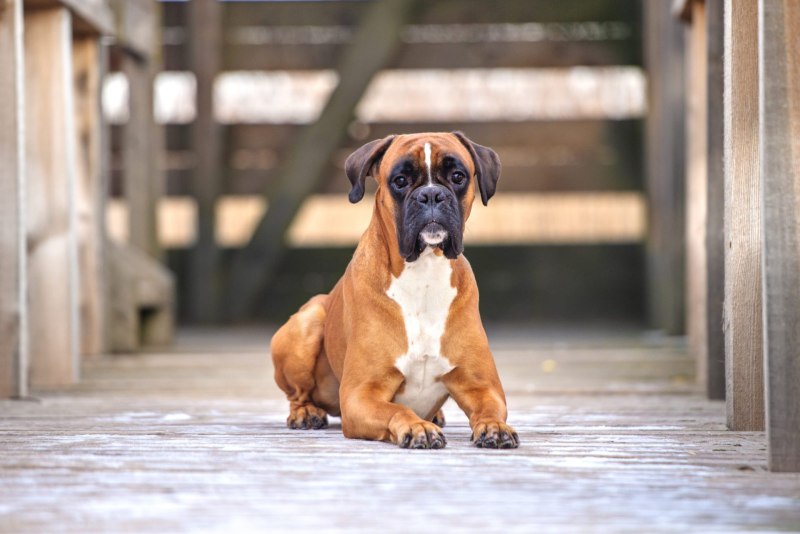 German Boxer