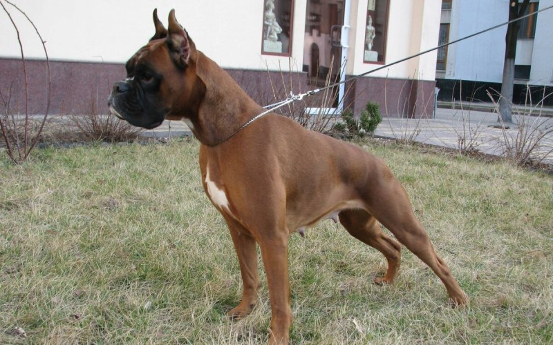 Мощный боксер собака