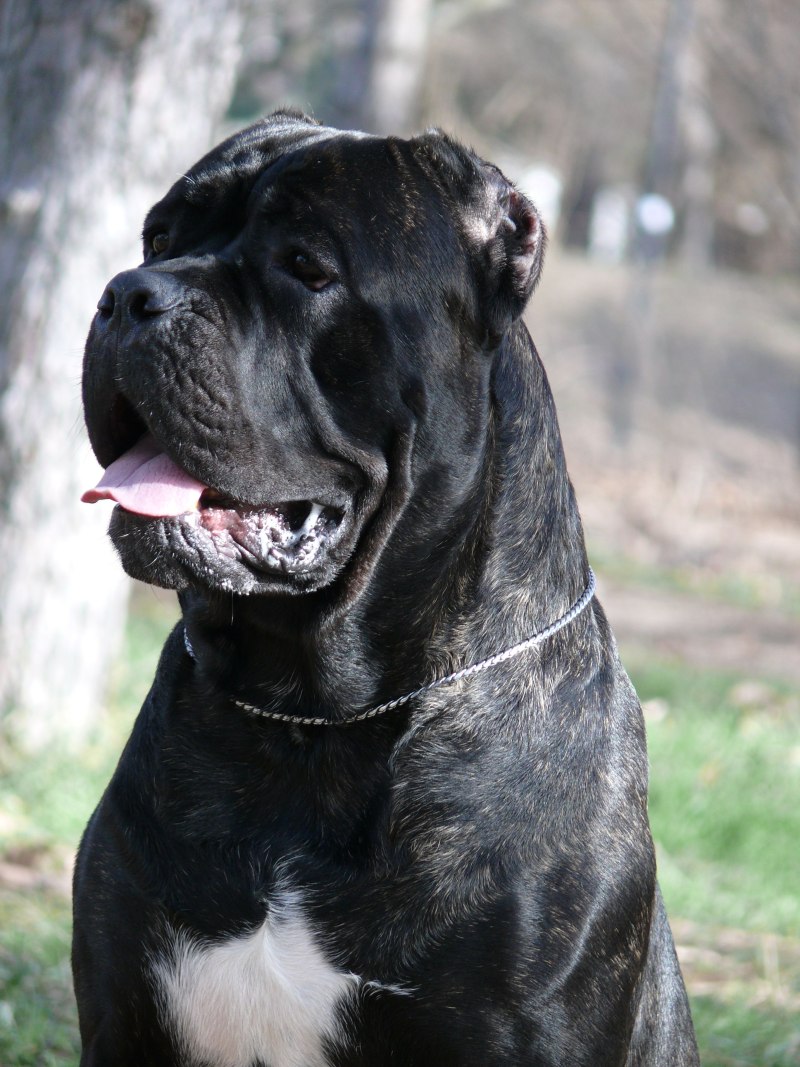 Кане Корсо (Cane Corso)