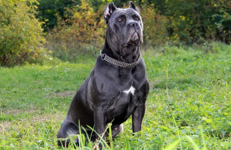 Cane Corso собака