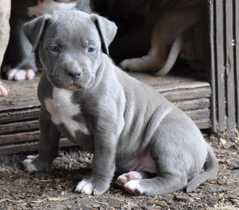 Pitbull Terrier Yavru