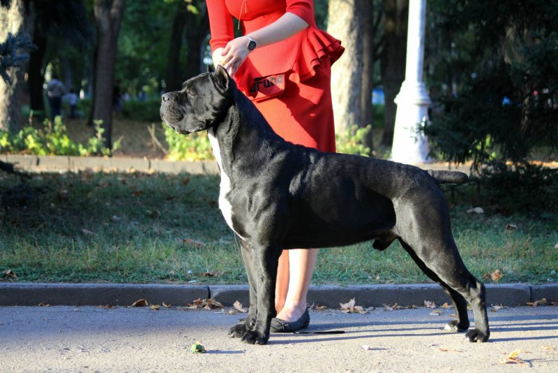 Кане Корсо Титан