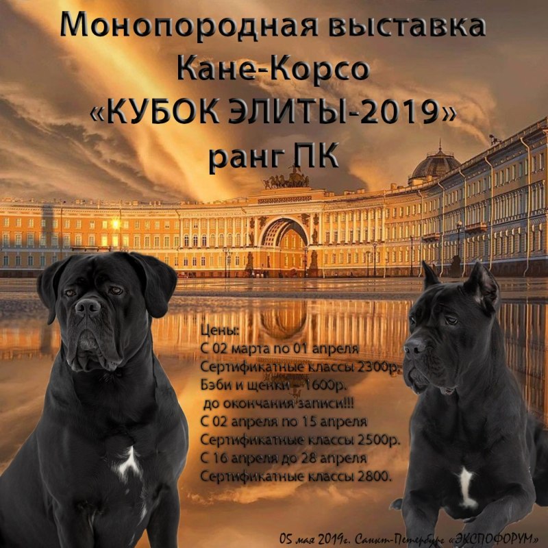 Кане Корсо выставка FCI