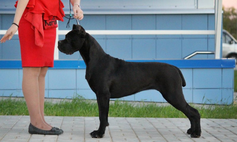 Выставочные Кане Корсо
