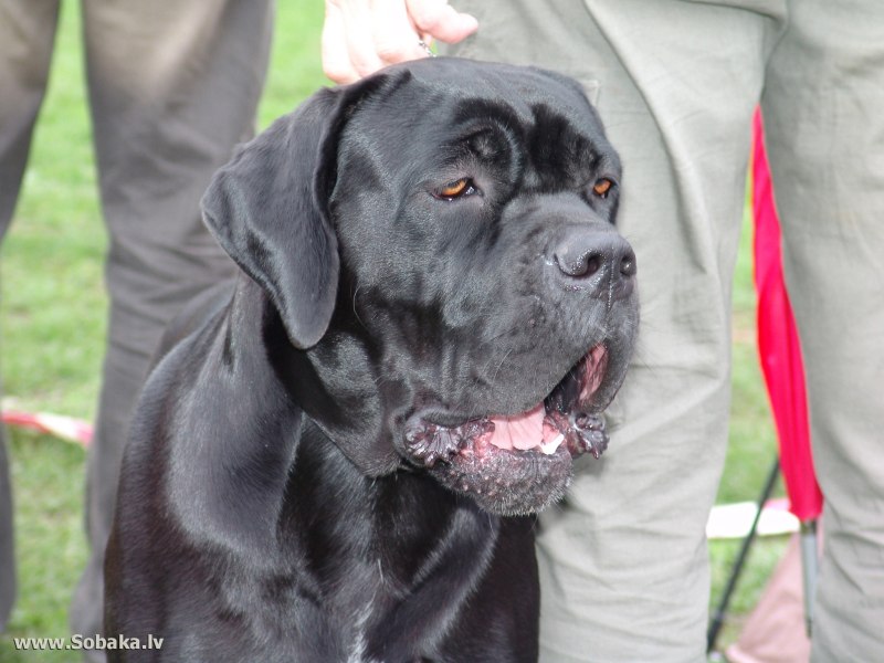 Cane Corso собака фото