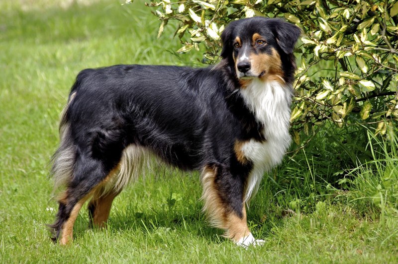 Австралийская овчарка / Australian Shepherd