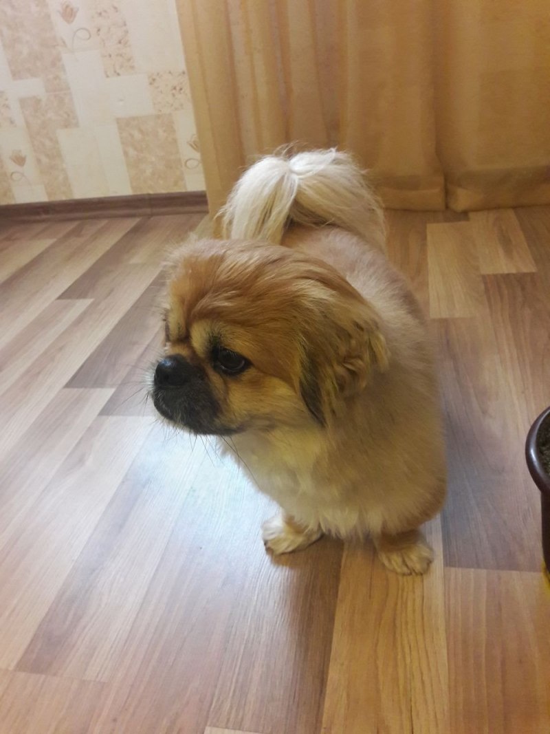 Японский Хин и Пекинес