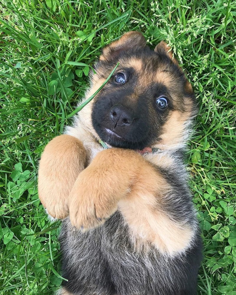 German Shepherd щенок