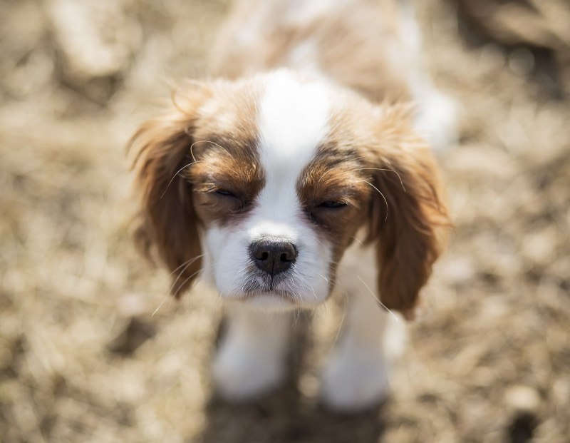 Cavalier King Charles Spaniel