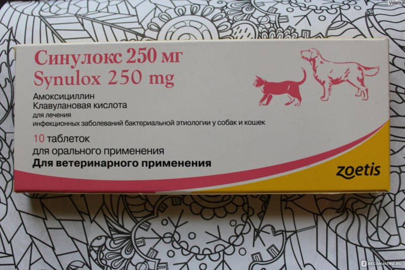 Собачий антибиотик синулокс