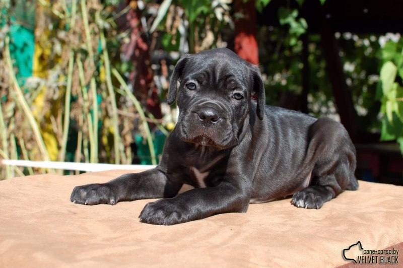 Cane Corso собака