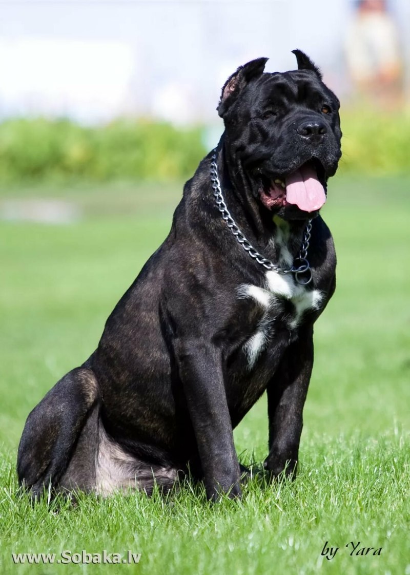 Cane Corso Puppy